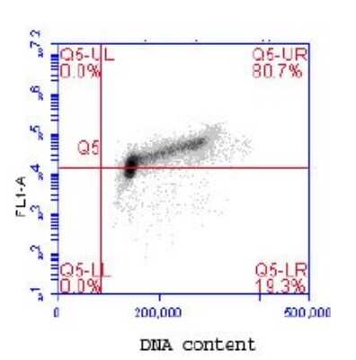 Flow Cytometry: MCM2 [p Ser41] Antibody [NB100-2569]